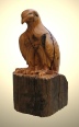 Chestnut Falcon Old