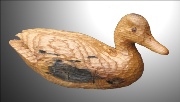 chestnutduck