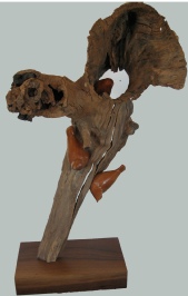 Nuthatchesonredcedar